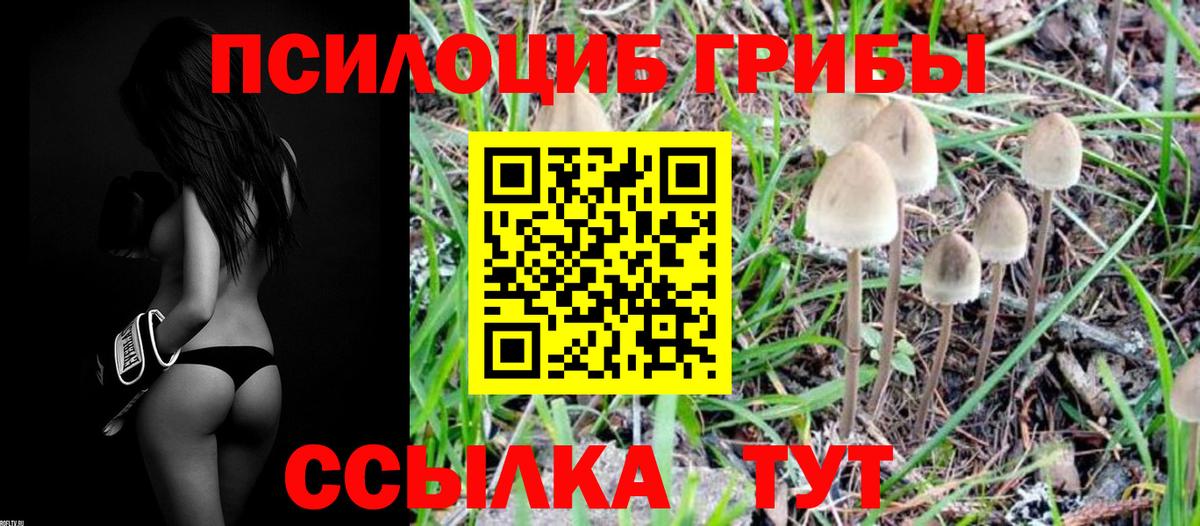 Галлюциногенные грибы Psilocybe  Вход с VPN  Псилоцибиновые грибы мицелий  дарнет шоп  Коммунар 